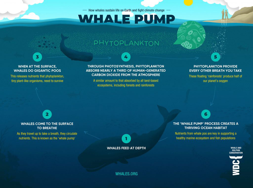 whale pump blog image